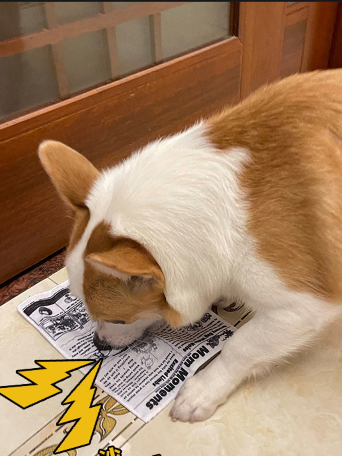 Soft crinkle newspaper dog toy for chewing and tug play