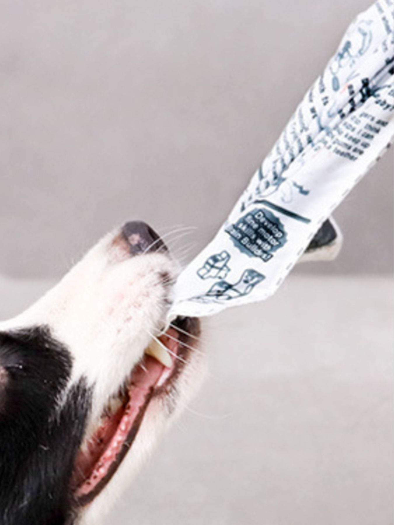 Soft crinkle newspaper dog toy for chewing and tug play
