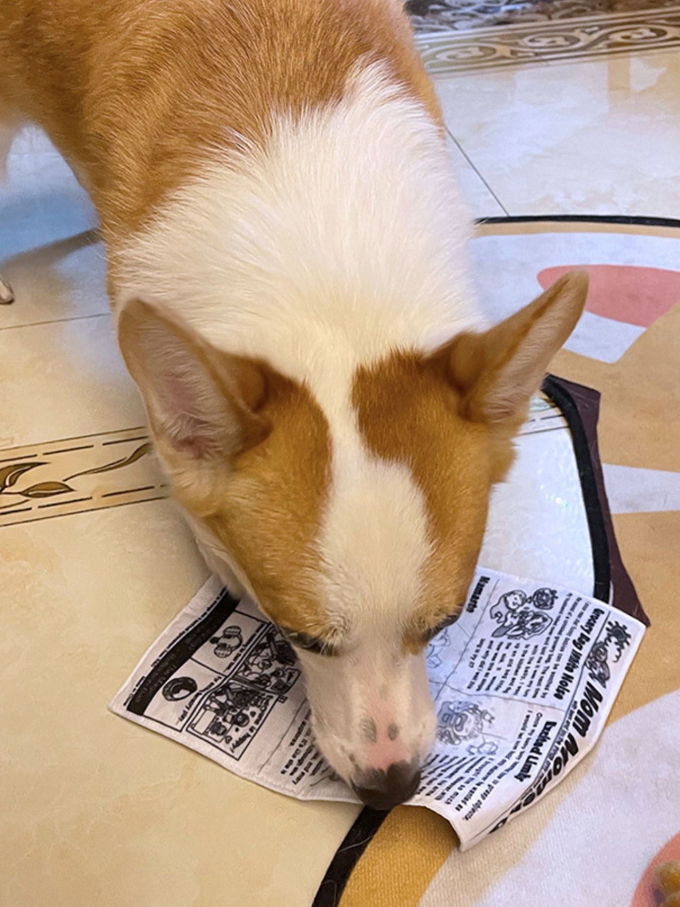 Soft crinkle newspaper dog toy for chewing and tug play