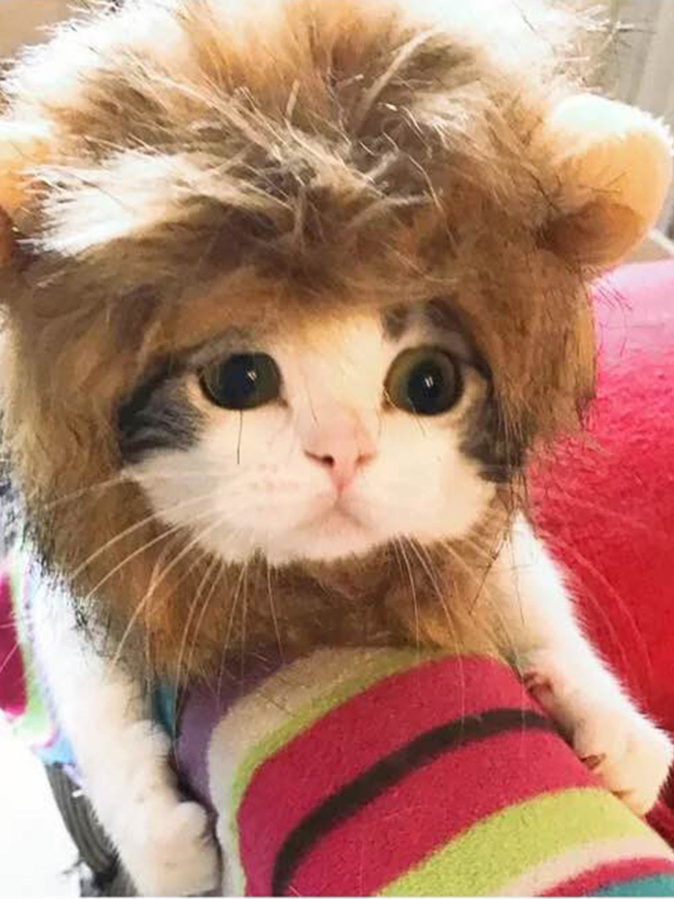 Cute lion mane pet hood costume for cats and small dogs