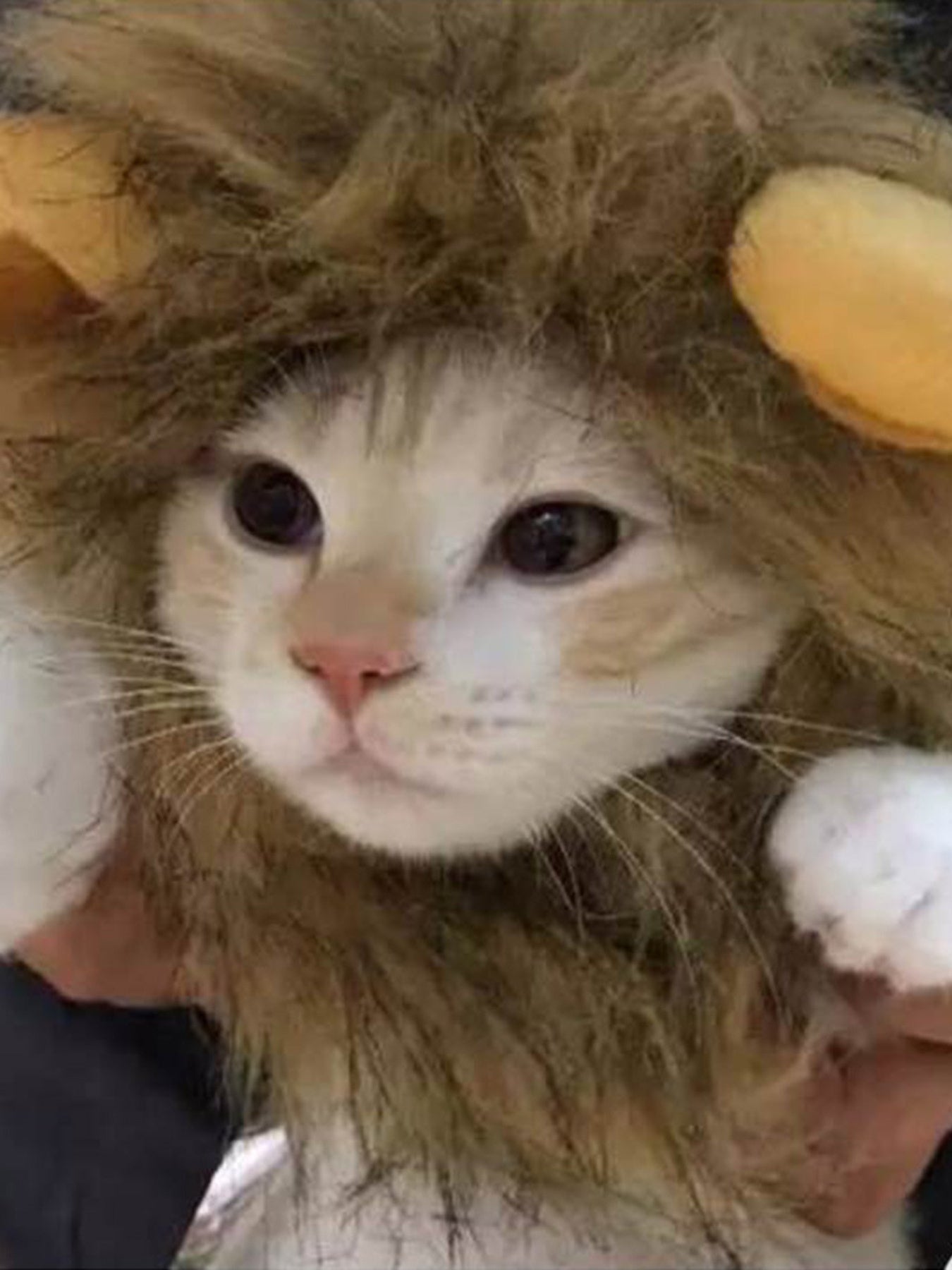 Cute lion mane pet hood costume for cats and small dogs