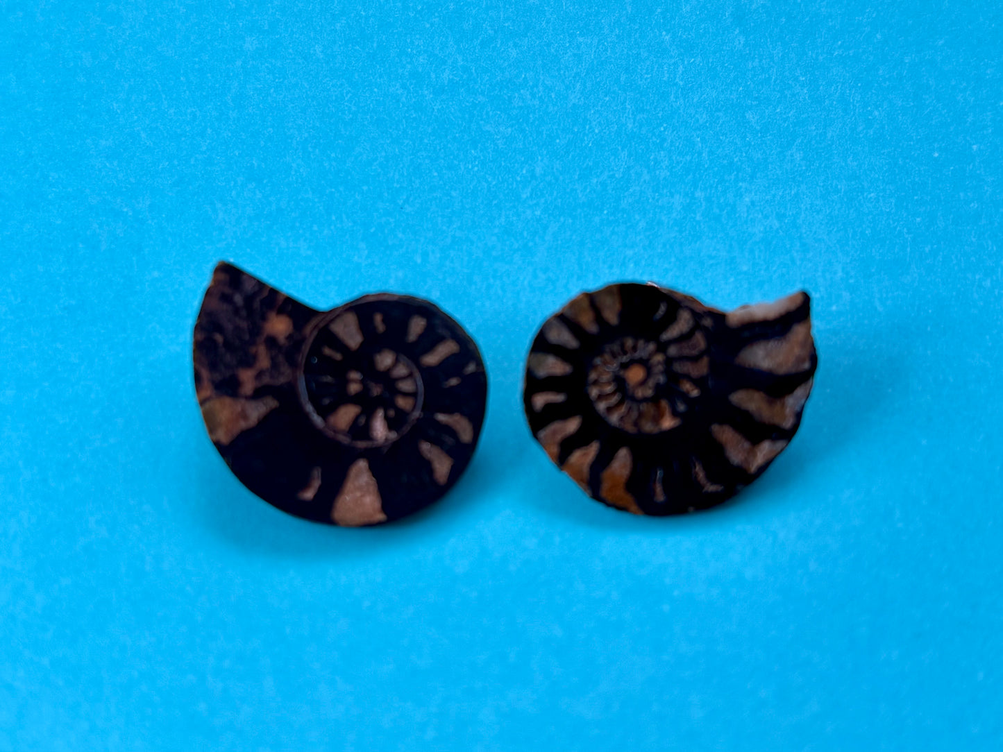 Ammonite fossil earrings from the Enchanted Crystals Collection featuring natural spiral shell details.