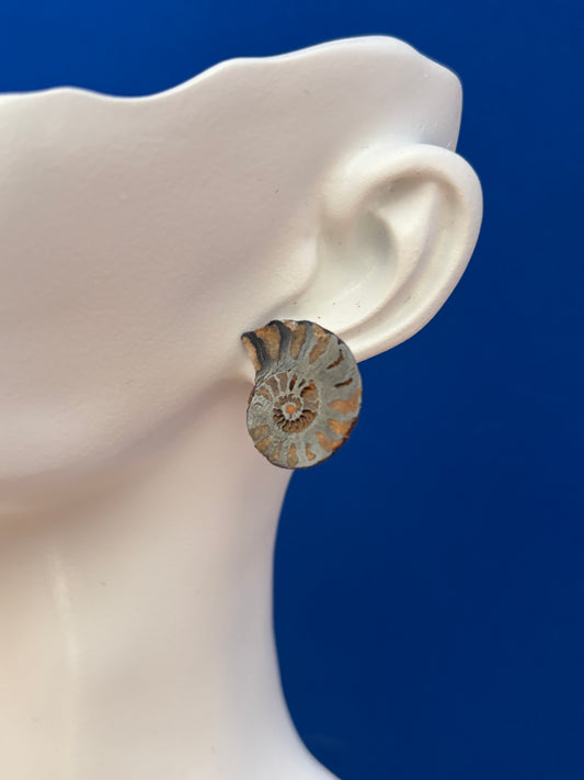 Ammonite fossil earrings from the Enchanted Crystals Collection featuring natural spiral shell details.